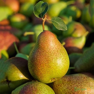 cây giống LÊ ĐỎ NAM PHI ( Giống Cây ghép Cho trái siêu sớm)