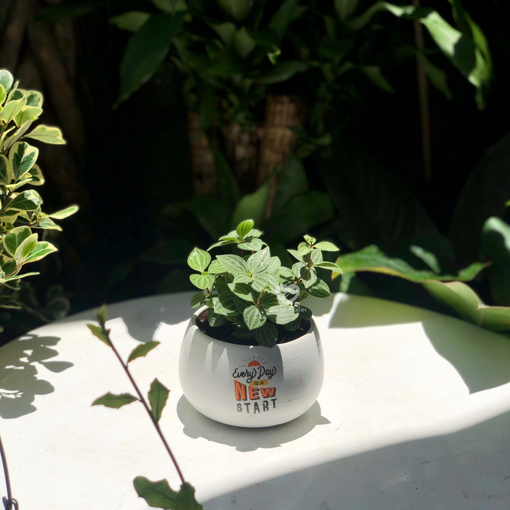 Cây Bình An ( Cây Hột Xoằn ) Peperomia Puteolata loại cây mang lại bình an và may mắn