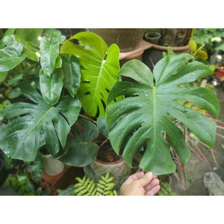 trầu bà lá xẻ, monstera deli