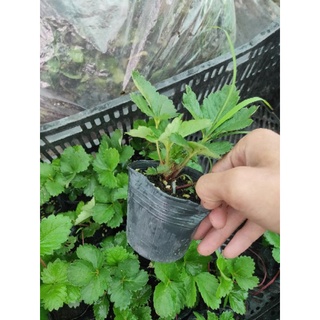 10 cây dâu tây chịu nhiệt quả ngọt.