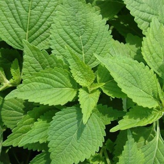 Hạt giống rau Kinh giới (5gram/bịch)