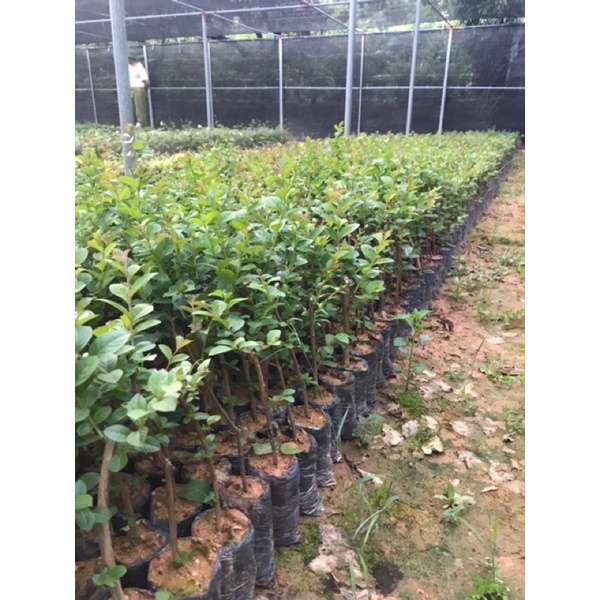 Cây giống hoa tường vi