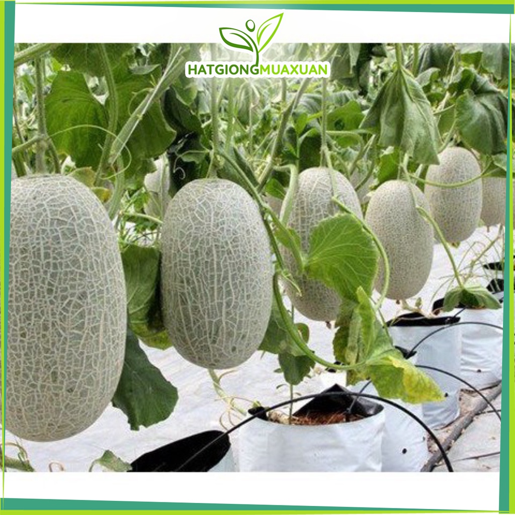 Bán buôn Hạt giống Dưa lưới xanh ruột đỏ quả oval  bao đẹp