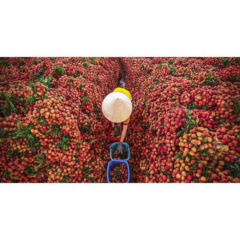 Vải Thiều Lục Ngạn Bắc Giang Bao Ngon | BigBuy360 - bigbuy360.vn