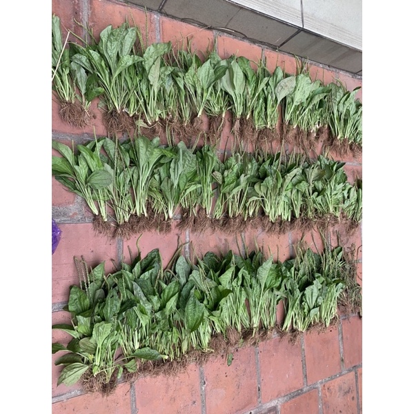 Mã Đề Tươi, Mọc Tự Nhiên Sạch 100% ☘️☘️☘️