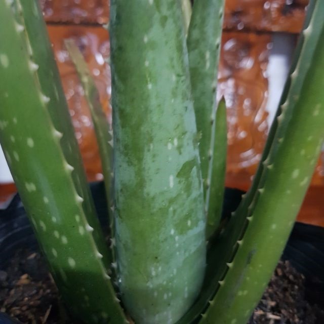 Cây nha đam giống Mỹ siêu to 🔥Freeship🔥