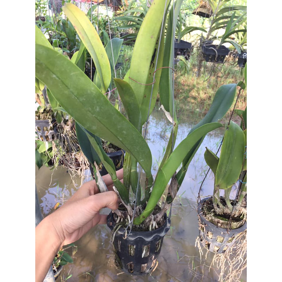 Lan Cattleya đại size lớn