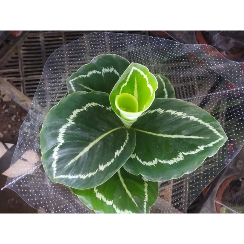Cây Đuôi Công Các Loại