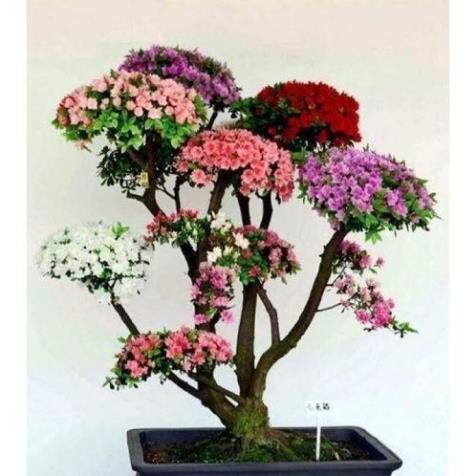 20 hạt giống hoa đỗ quyên bonsai trông làm tiều cảnh