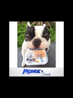 Pate Monge Cho Chó Thơm Ngon Đủ Vị ( Hàng Nhập Ý)