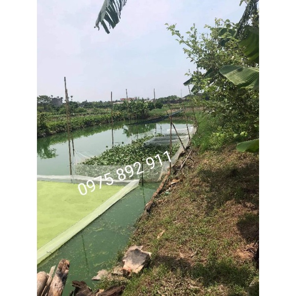 Tráng , vèo , lồng ươm bèo tấm , bèo cái,bèo lục bình