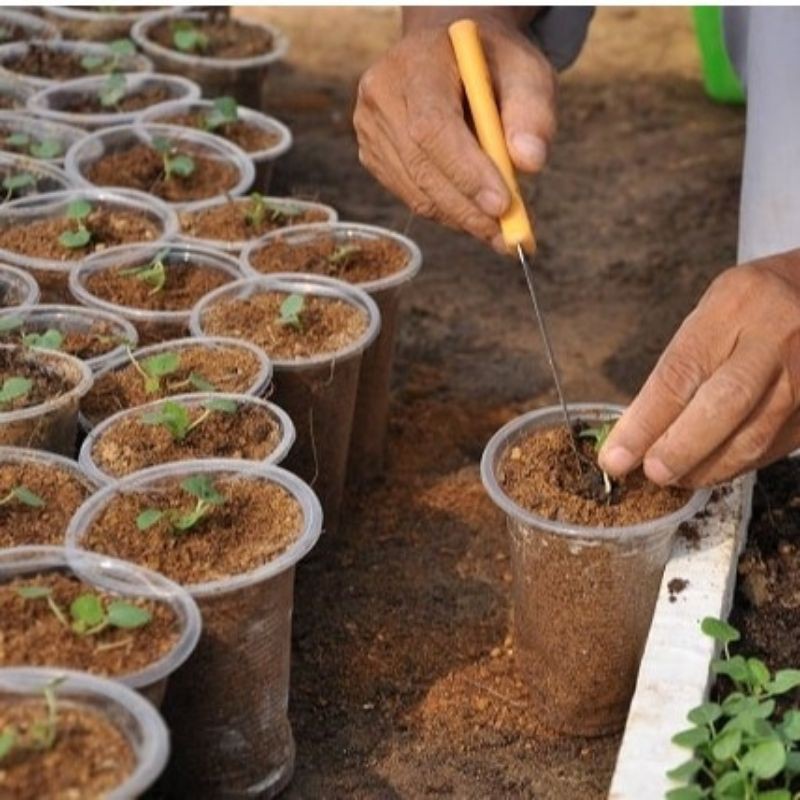 ( Trợ giá) 1kg mụn sơ dừa đã xử lý dùng trồng hoa,rau,cây cảnh