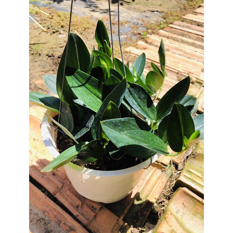 Trầu Treubii dark
