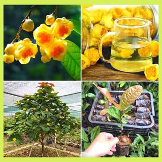 Cây giống trà hoa vàng (chè hoa vàng)
