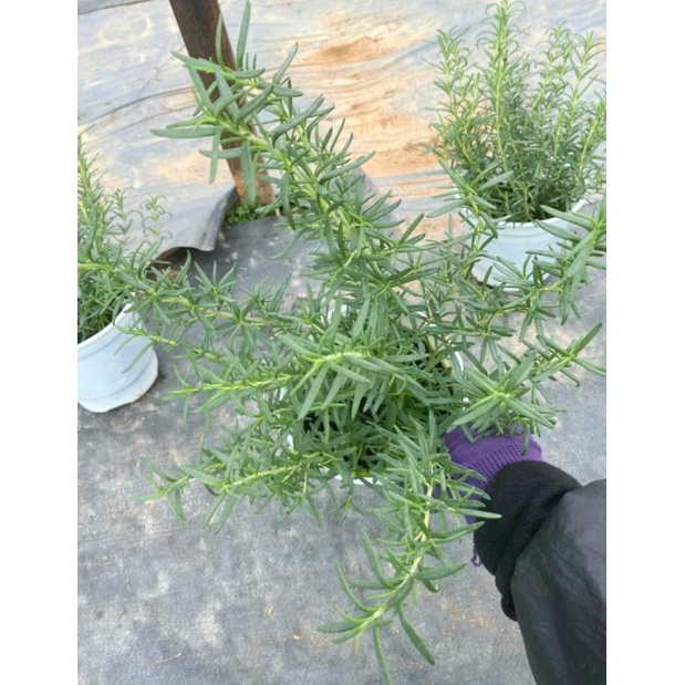 Chậu Hương thảo 20-30 cm