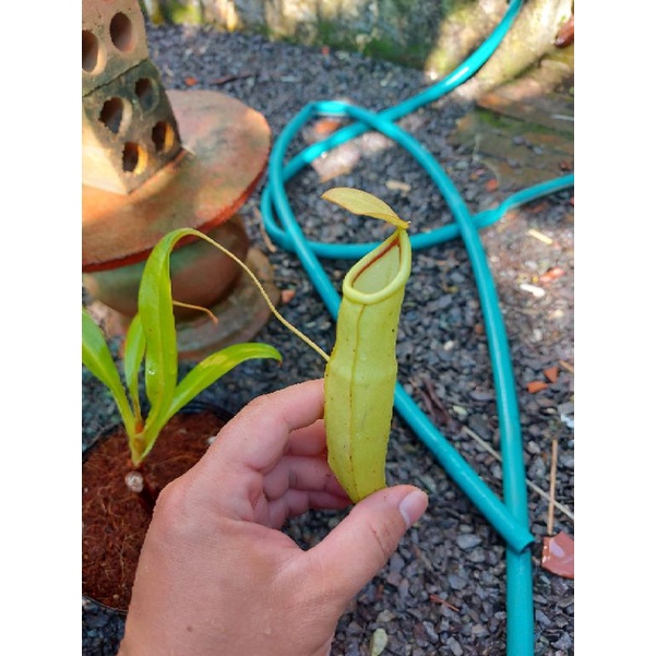 Cây nắp ấm Nx Viking x Mirabilis green