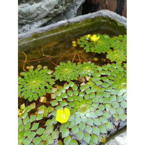 Ấu thái thủy sinh