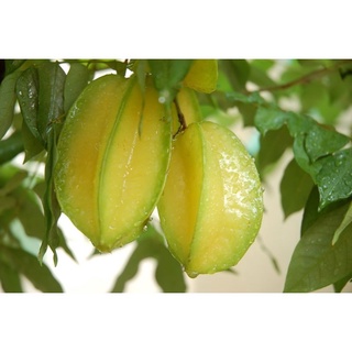 Cây giống khế ngọt thái lan - giống mới