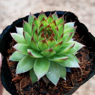 Sen đá bầu đen MINI SIÊU CUTE - Vườn ĐÀ LẠT