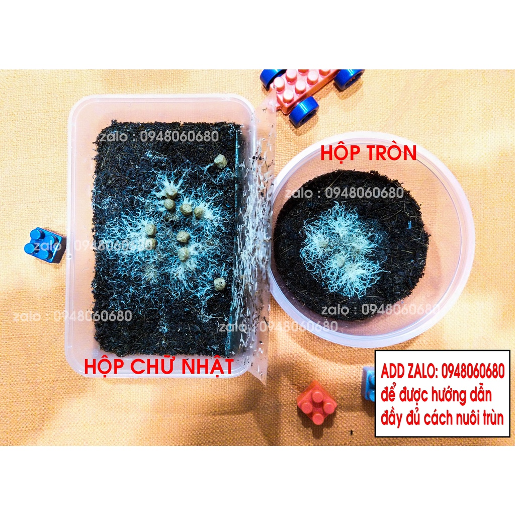 Trùn trắng, giun trắng, trùn chỉ trắng  thức ăn tươi cho cá cảnh .