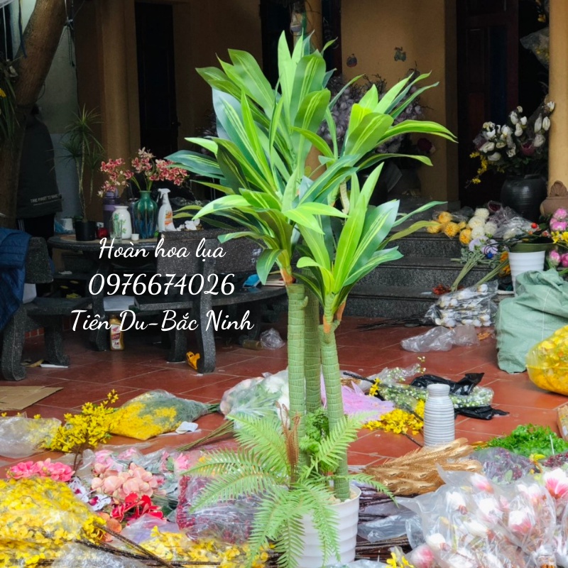 Cây phát tài 3 nhánh cao 1,5m phù hợp trang trí nhà cửa, phòng khách phòng ngủ(KHÔNG KÈM CHẬU)