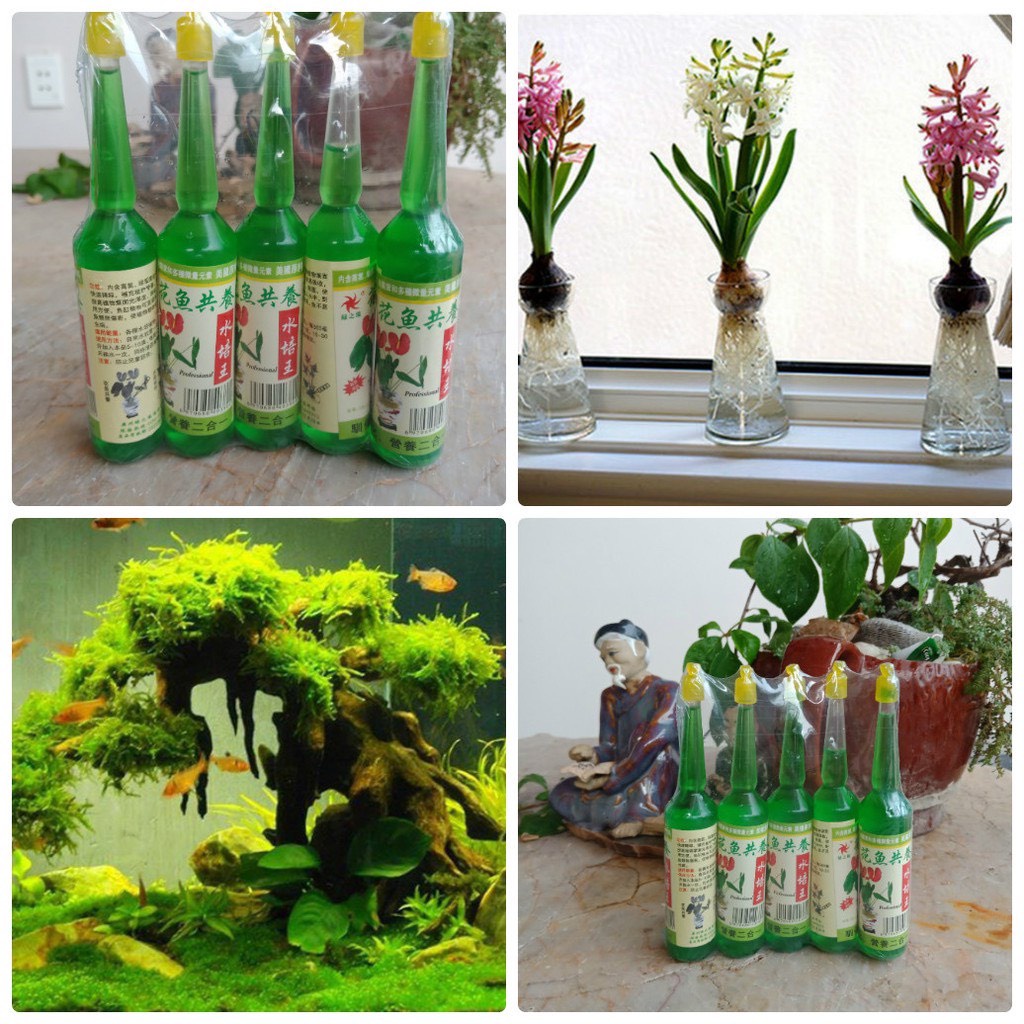 Chậu nhựa trồng cây thủy sinh, thủy canh; bình trồng cây thủy sinh, lọ trồng cây bằng nhựa trong suốt