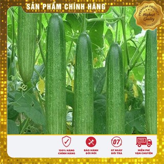 Bộ gói hạt giống Dưa chuột nếp ta