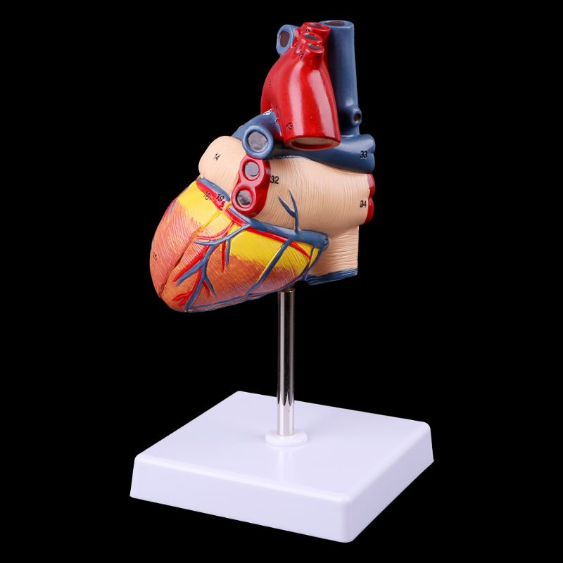 Mô Hình Trái Tim Người Tháo Rời Được Dùng Giảng Dạy Y Tế