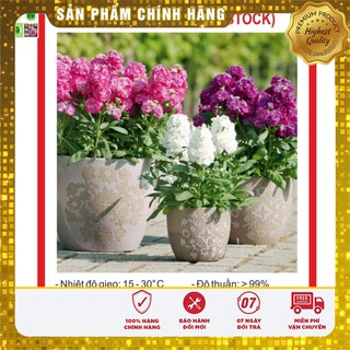 Hạt giống hoa hoàng anh mix 50 hạt