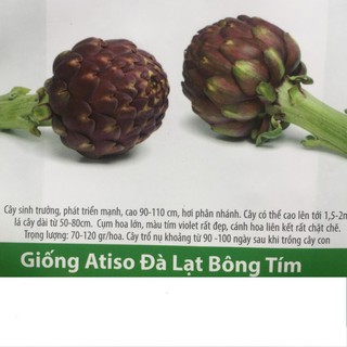Hạt giống atiso đà lạt bông tím 2gr