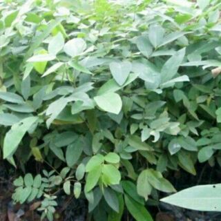 Combo 2 cây muồng hoàng yến
