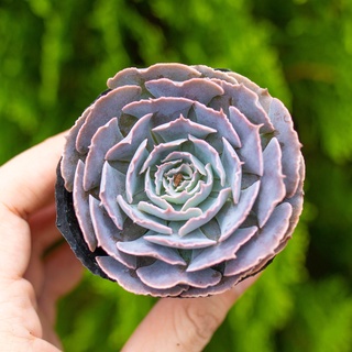 Sen đá bắp cải hàn 5-7cm