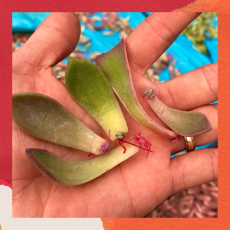 COMBO 5 LÁ MẦM SEN ĐÁ NGẪU NHIÊN HƯ 1 ĐỔI 1 SIÊU CUTE