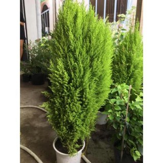 Cây Tùng thơm,lá rất thơm , cây đẹp, giống chuẩn