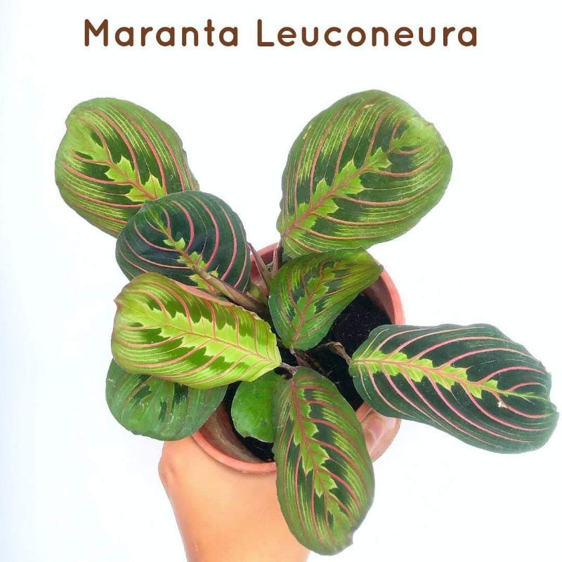 Cây đuôi công Red Maranta Prayer