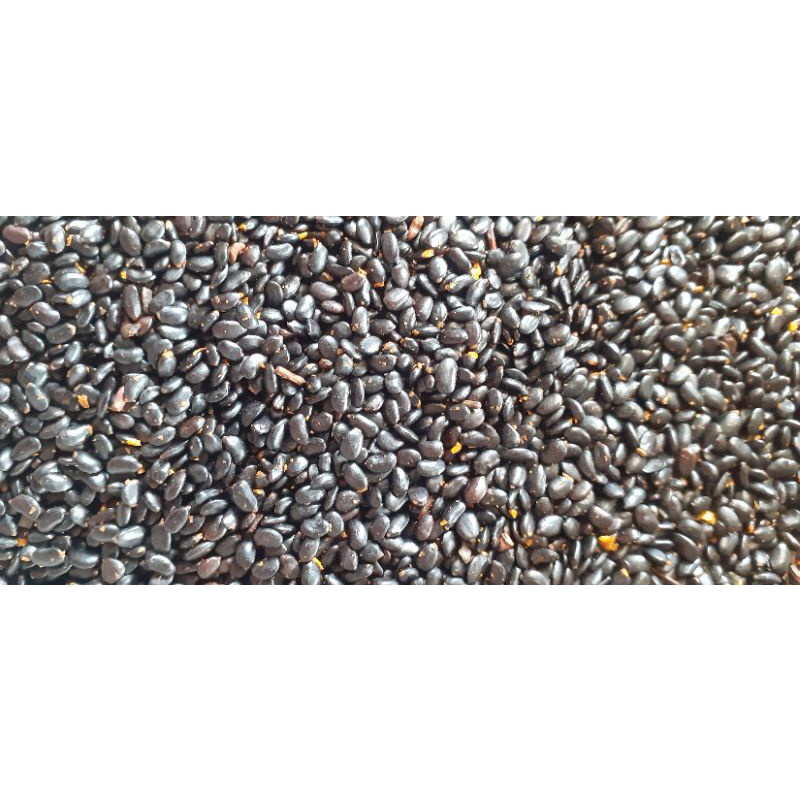 100gram hạt keo tai tượng