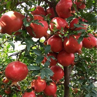 Cây 🌲 Lựu đỏ Ai Cập đang hoa