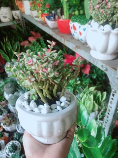 Chậu Cây Đô La Hồng