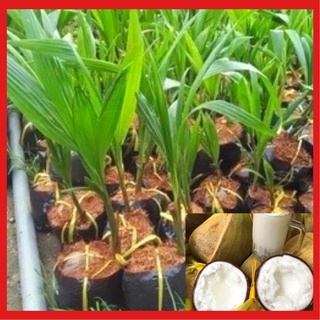 Cây giống dừa sáp chuẩn f1 cho trái cơm dày, béo