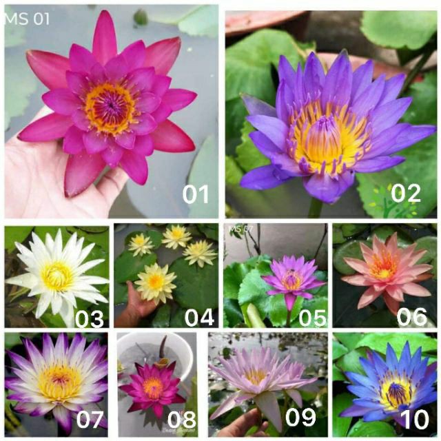 (RẺ VÔ ĐỊCH) SET 10 cây súng Thái đủ màu.