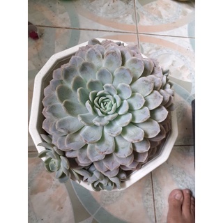 Sen đá bé tuyết 25 -28cm