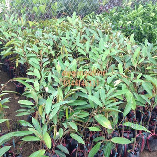 Cây sầu riêng ri 6