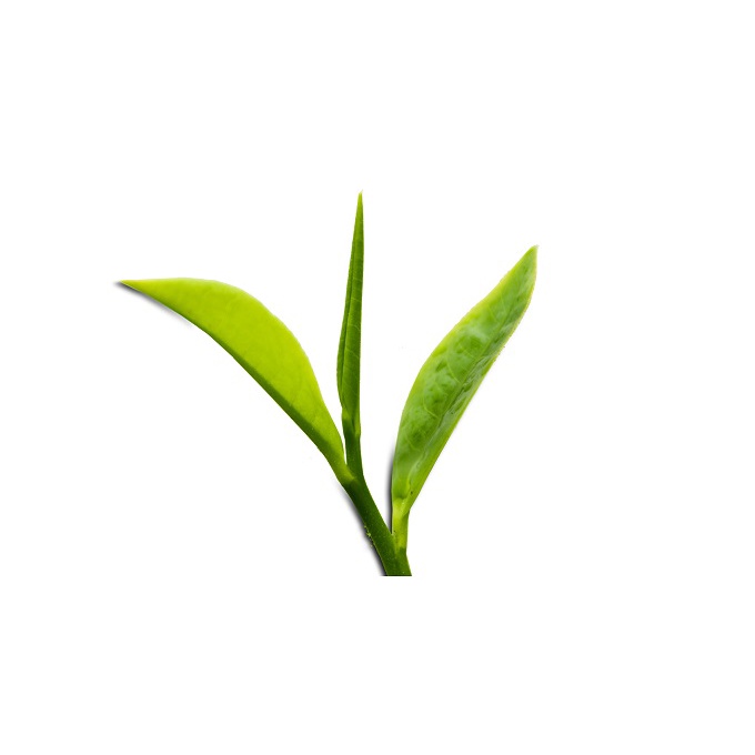 Chè Thái Nguyên chè Móc Câu loại 3 Tân Cương- Chè Hùng Nhung Tân Cương- Thái Nguyên | BigBuy360 - bigbuy360.vn