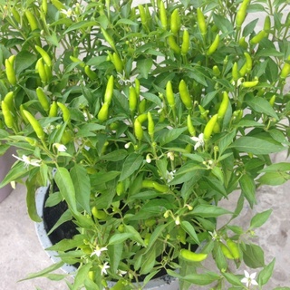 Hạt giống Ớt hiểm - Gói lớn nhiều hạt - Tặng gói kích nảy mầm