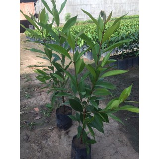 cây lá vối nếp giống