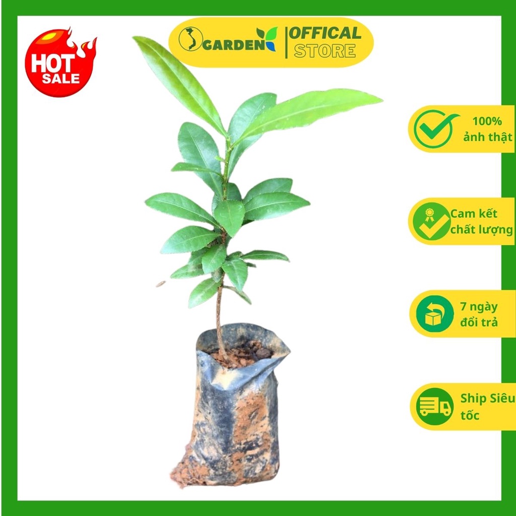 Cây mai tứ quý giống cao 20-25cm cây khỏe mạnh, dễ trồng