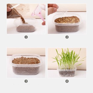 Bộ Kit Trồng Cỏ Mèo Hạt Lúa Mạch