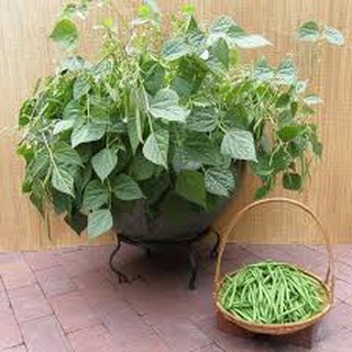 20 hạt giống đậu cove bụi lùn ❣️❣️MUA 10 TẶNG 5 ❣️❣️ Số lượng có hạn