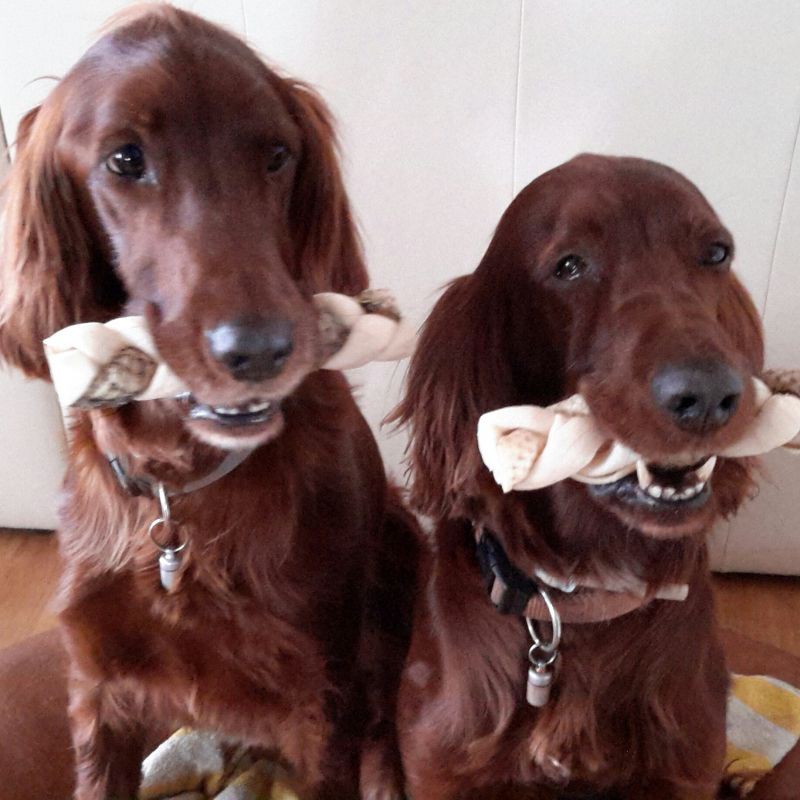 Rocco thanh gặm từ Da Bò &amp; Cá làm sạch răng miệng và massage nướu cho chó size nhỡ to &gt; 10KG