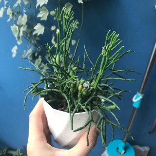 Xương rồng gạc nai(như hình)